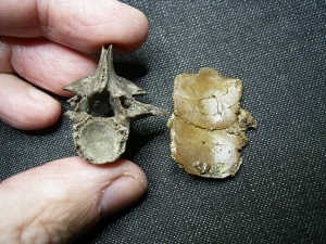 Diplocynodon Wirbel und Panzerplatten