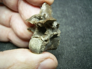 Diplocynodon Wirbel und Panzerplatten