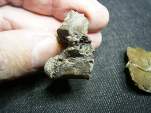 Diplocynodon Wirbel und Panzerplatten