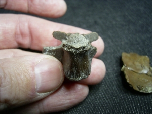 Diplocynodon Wirbel und Panzerplatten