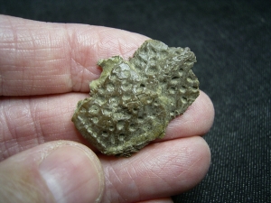 Diplocynodon Wirbel und Panzerplatten