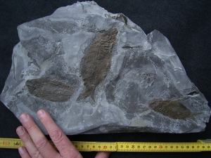 Trias - Fische Semionotus