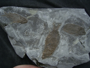 Trias - Fische Semionotus