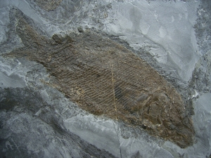Trias - Fische Semionotus