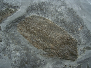 Trias - Fische Semionotus