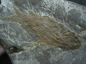 Trias - Fische Semionotus