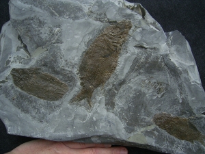 Trias - Fische Semionotus