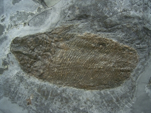 Trias - Fische Semionotus