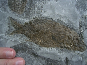 Trias - Fische Semionotus