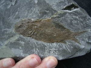 Trias - Fische Semionotus