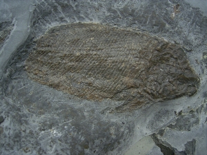 Trias - Fische Semionotus