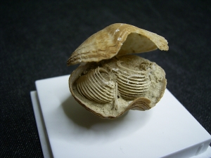Brachipod with inner structure