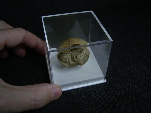 Brachiopode mit Armgerüst