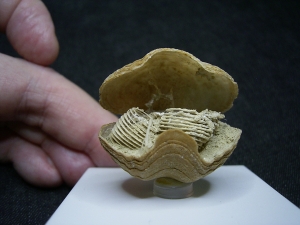 Brachiopode mit Armgerüst