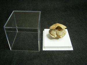 Brachiopode mit Armgerüst