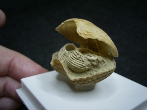 Brachiopode mit Armgerüst