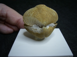 Brachiopode mit Armgerüst