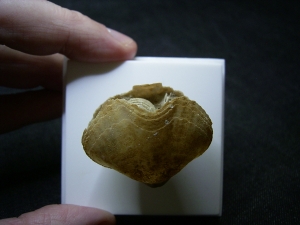 Brachiopode mit Armgerüst