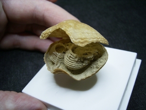 Brachiopode mit Armgerüst