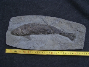 Ptycholepis bollensis