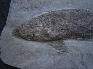 Ptycholepis bollensis
