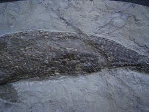 Ptycholepis bollensis