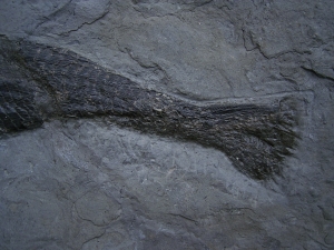Ptycholepis bollensis