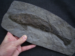 Ptycholepis bollensis