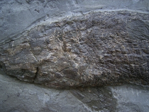 Ptycholepis bollensis