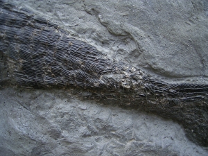 Ptycholepis bollensis