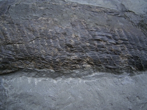 Ptycholepis bollensis
