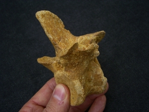 Spinosaur vertebra