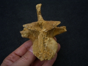 Spinosaur vertebra