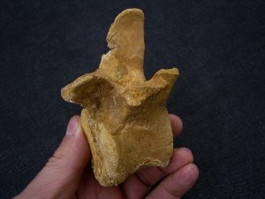 Spinosaur vertebra