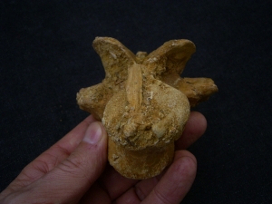 Spinosaur vertebra