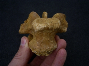 Spinosaur vertebra