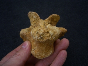 Spinosaur vertebra