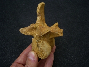 Spinosaur vertebra