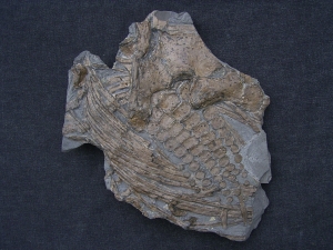 Ichthyosaurus Paddel und mehr
