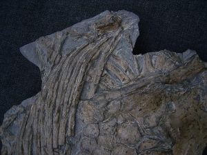 Ichthyosaurus Paddel und mehr