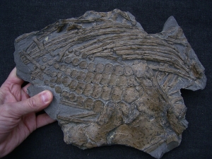 Ichthyosaurus Paddel und mehr