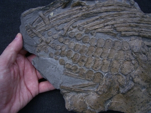 Ichthyosaurus Paddel und mehr