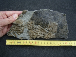 Steneosaurus Knochen mit Weichteilen