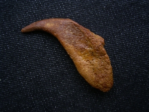 Flugsaurier Kralle Coloborhynchus