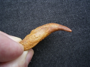 Flugsaurier Kralle Coloborhynchus