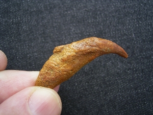 Flugsaurier Kralle Coloborhynchus