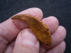 Flugsaurier Kralle Coloborhynchus