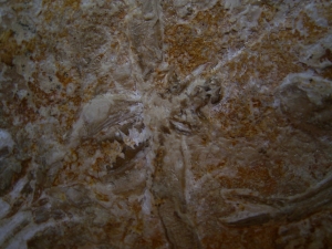 Eryon arctiformis
