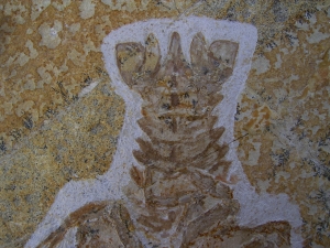 Eryon arctiformis