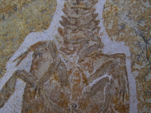 Eryon arctiformis
